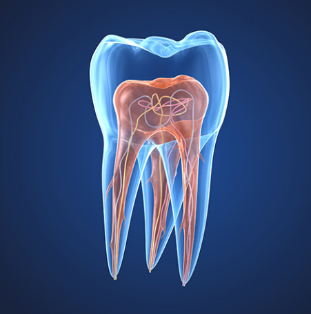 The Role of Vitamin K2 in Promoting Strong Teeth and Bones